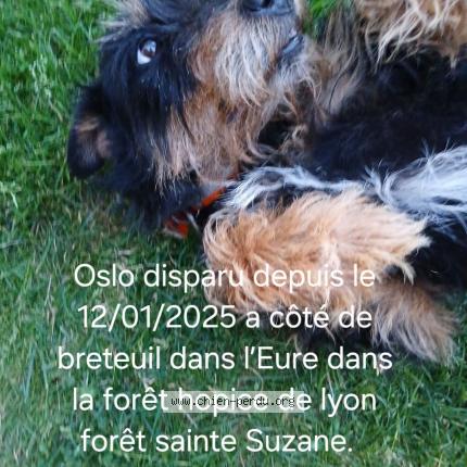 Photo de chien perdu à Breteuil