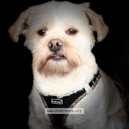 Photo de chien perdu à St Chamond