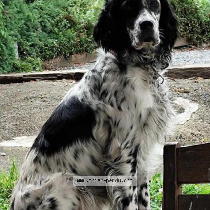 Photo de chien perdu à Aubie Et Espessas