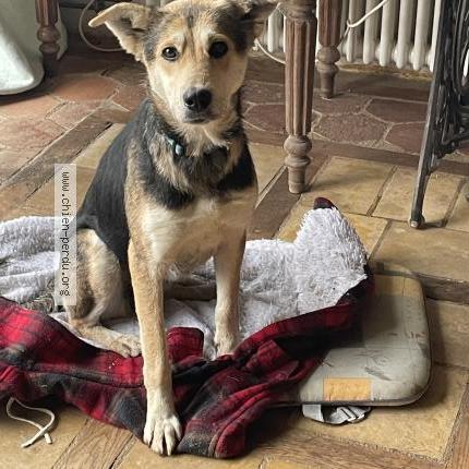 Photo 1/1 Chien retrouvé Trouvé à Montreuil bellay