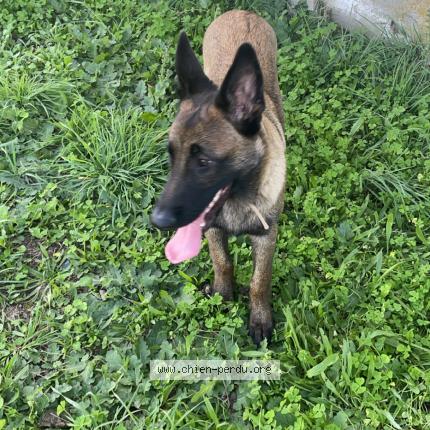 Photo de chien perdu à Portes Les Valence