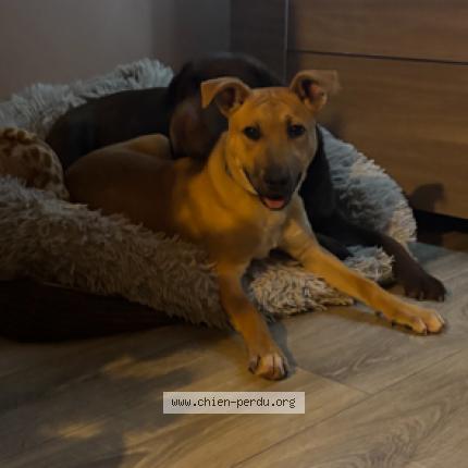 Photo 1/1 Chien retrouvé Perdu à Dreux