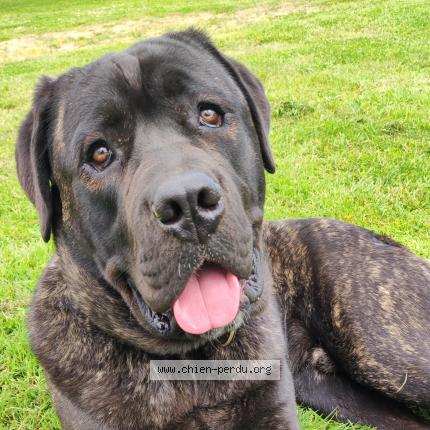 Photo de chien perdu à La Chapelle D Aligne
