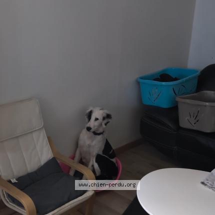 Photo 1/1 Chien retrouvé Perdu à Buzet sur baise