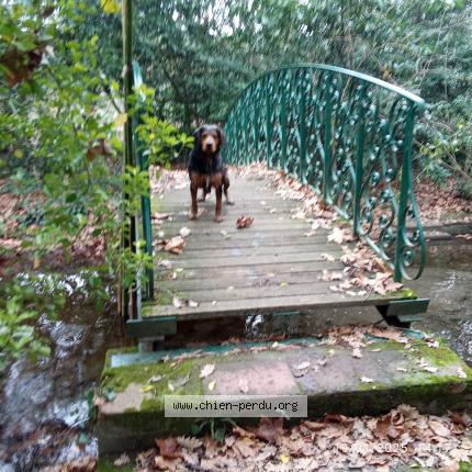 Photo de chien perdu à Toulouse