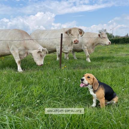 Photo de chien perdu à Val De Reuil