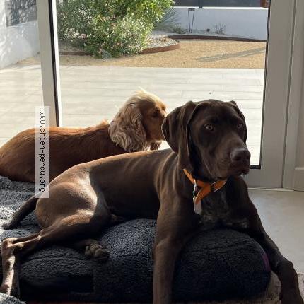 Photo de chien perdu à Souvigny De Touraine