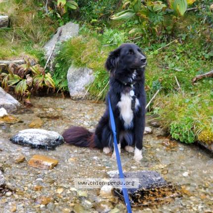 Photo de chien perdu à Lalley Avers