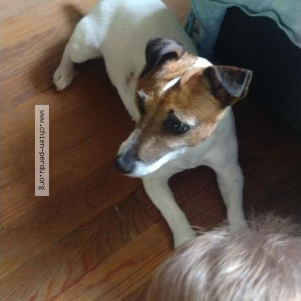 Photo de chien perdu à Perles Et Castelet