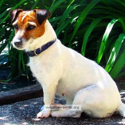 Photo 2/3 Chien retrouvé Perdu à Perles et castelet