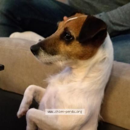 Photo 3/3 Chien retrouvé Perdu à Perles et castelet