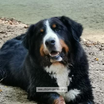 Photo de chien perdu à Chabeuil