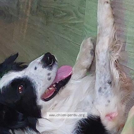 Photo de chien perdu à Mesanger