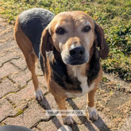 Photo de chien trouvé à Saint Jean De Bournay