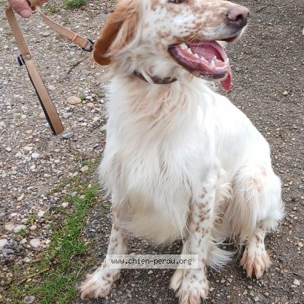Photo de chien trouvé à Pact
