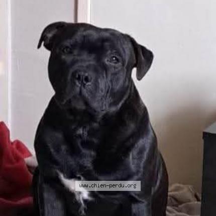 Photo 1/1 Chien retrouvé Perdu à Castres