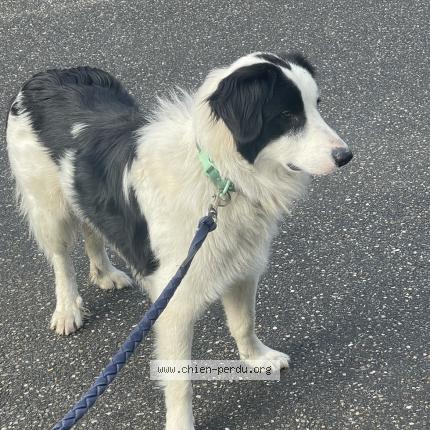 Photo 1/1 Chien retrouvé Perdu à Cachen