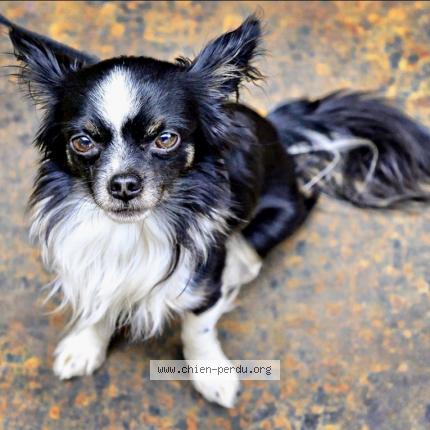 Photo 1/1 Chien retrouvé Perdu à Nice