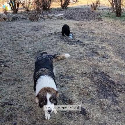 Photo 1/1 Chien retrouvé Perdu à Caussols
