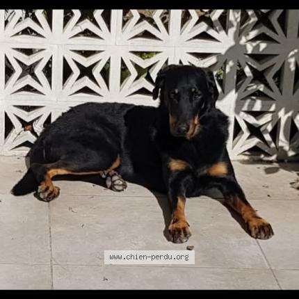Photo de chien perdu à Aigremont