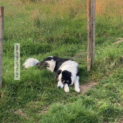 Photo de chien perdu à Thizy Les Bourgs