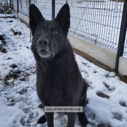Photo de chien perdu à Chocques