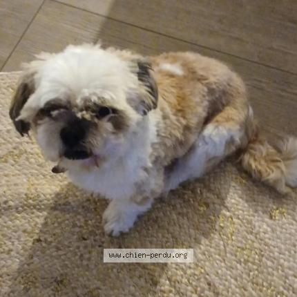 Photo 1/1 Chien retrouvé Perdu à Laissac severac l eglise