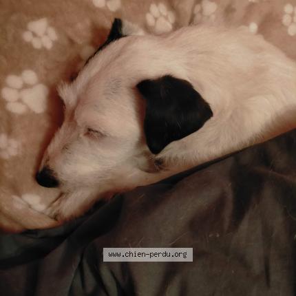 Photo 1/1 Chien retrouvé Perdu à Talmont saint hilaire