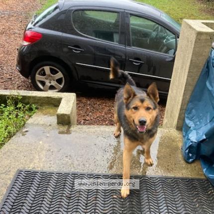 Photo de chien trouvé à Pommeret