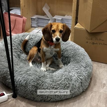 Photo 1/1 Chien retrouvé Perdu à Aix en provence