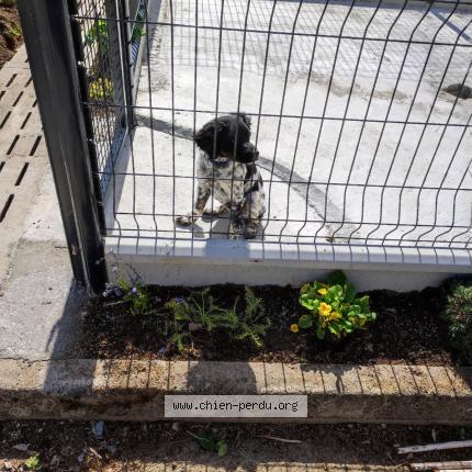 Photo 1/1 Chien retrouvé Perdu à Plouvara