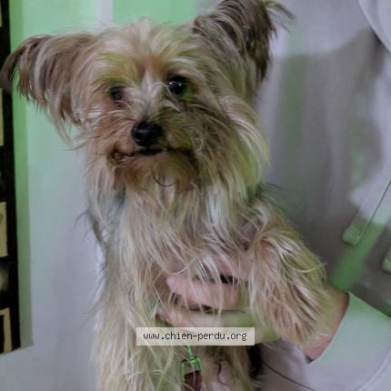 Photo de chien trouvé à Belgentier