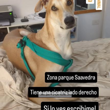 Photo 1/1 Wifi Chien perdu à Buenos aires saavedra