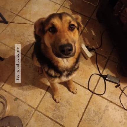 Photo de chien trouvé à Ploumilliau