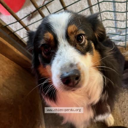 Photo 1/1 Chien retrouvé Perdu à Le favril