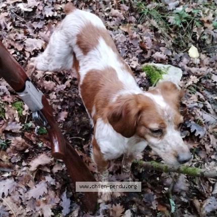 Photo 1/1 Chien retrouvé Perdu à Maxou