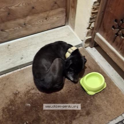 Photo 1/1 Chien retrouvé Trouvé à Vars sainte catherine