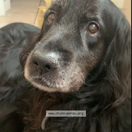 Photo 1/1 Chien retrouvé Perdu à Cazaux