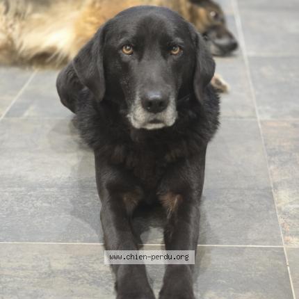 Photo de chien perdu à Oize