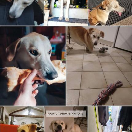 Photo de chien perdu à Vivans