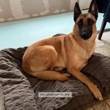 Photo 1/1 Chien retrouvé Perdu à Saint vincent sur graon