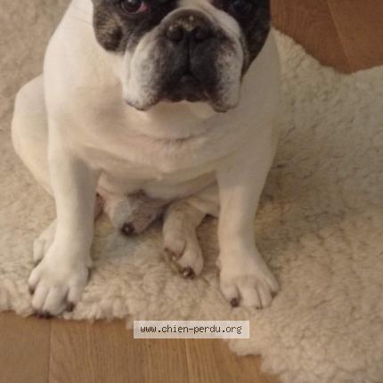 Photo 1/1 Chien retrouvé Perdu à Les issambres