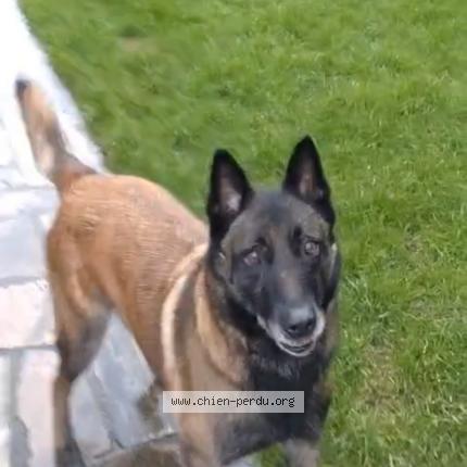 Photo de chien perdu à Sainte Genevieve Des Bois