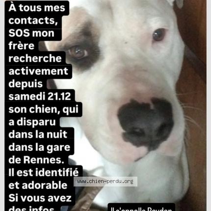 Photo 1/1 Chien retrouvé Perdu à Rennes