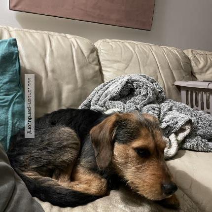 Photo de chien trouvé à Castanet Tolosan