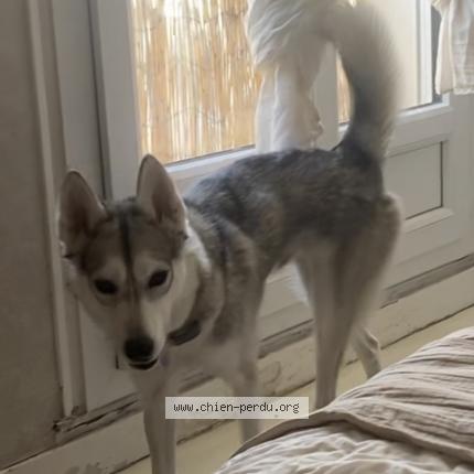 Photo 1/1 Chien retrouvé Perdu à La souterraine