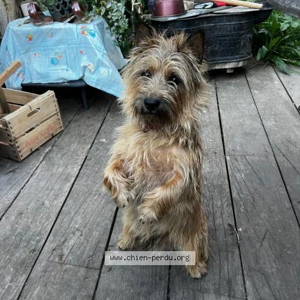 Photo de chien perdu à Roybon