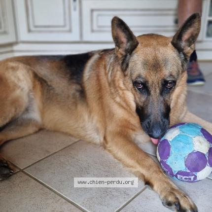 Photo de chien perdu à Maillebois
