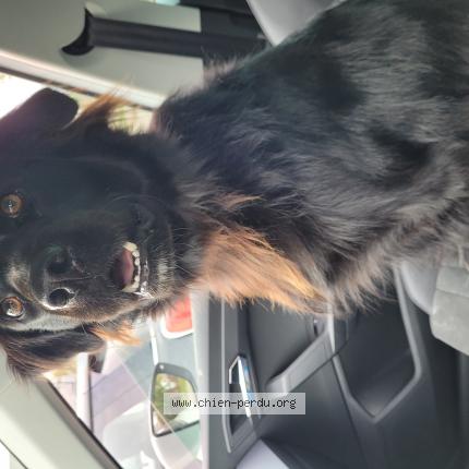 Photo de chien perdu à Hennebont