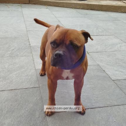 Photo de chien trouvé à Eclans Nenon